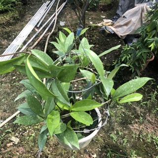 Cây lan cẩm cù chậu treo, Độ dài ngọn 40cm lá to khỏe mập mạp sức sống tốt, thích hợp trang trí ban công