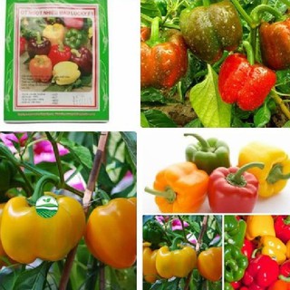 Hạt giống ớt chuông Ớt ngọt nhiều màu F1 10Hạt (TẶNG gói kích thích hỗ trợ hạt nảy mầm)