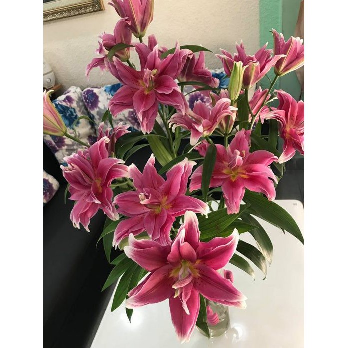 Củ hoa ly kép thơm màu đỏ