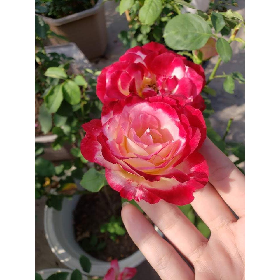 Hoa Hồng Ngoại Double Delight
