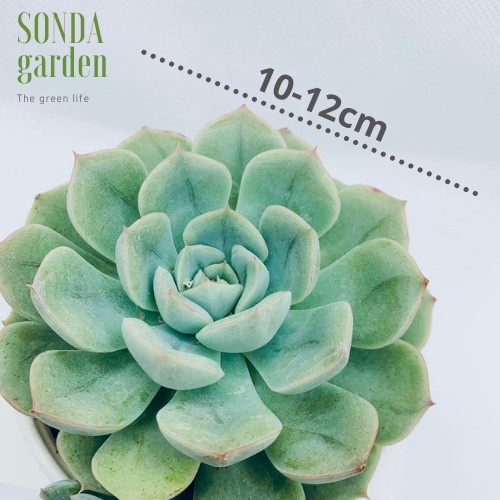 Sen đá liên đài trắng SONDA GARDEN size trung bình 10-12cm, xuất xứ Đà Lạt, khoẻ đẹp, lỗi 1 đổi 1