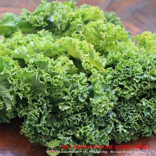 Hạt giống cải xoăn kale 20 hạt