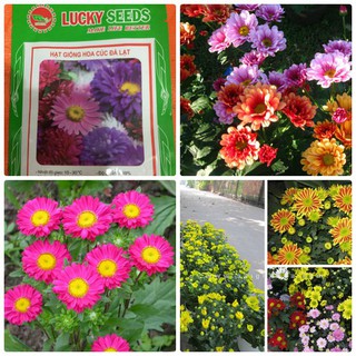 Hạt giống hoa cúc đà lạt MIx màu 50 hật (TẶNG gói kích thích hạt nảy mầm)