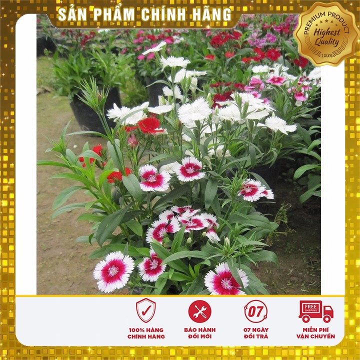 Hạt giống hoa cẩm chướng đơn mix nhiều màu