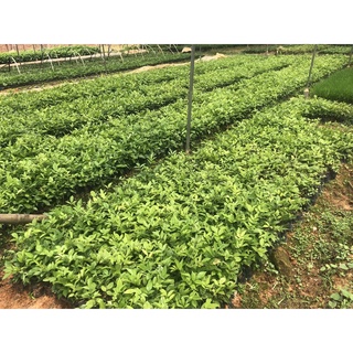 CÂY CÁT SÂM GIỐNG