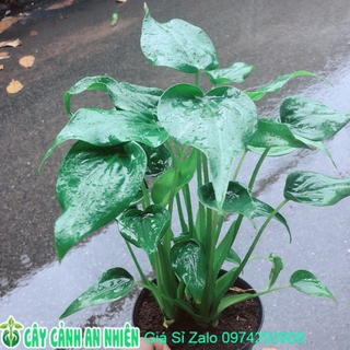 Cây môn tai phật