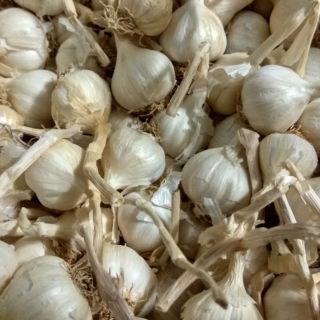 Tỏi Lý Sơn nhiều nhánh chính gốc 500g