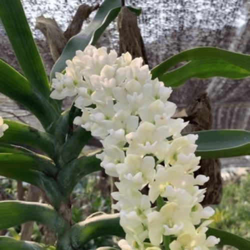 Lan Đai Châu Giống 5-6 lá
