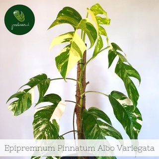 [MUA 1 TẶNG 1] TRẦU BÀ LÁ XẺ EPIPRENUM PINNATUM VARIEGATE