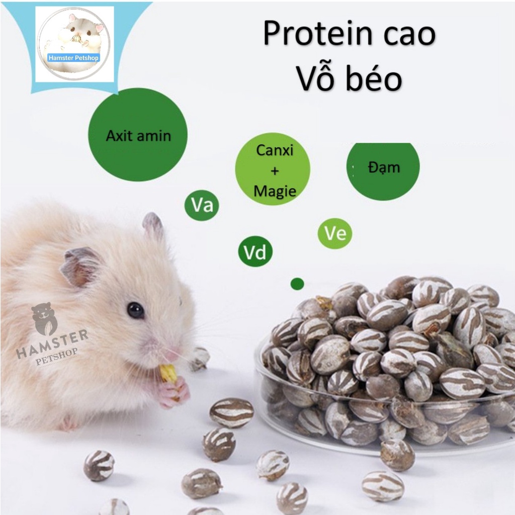 Nhộng mật ong - đồ ăn vặt cho hamster,sóc