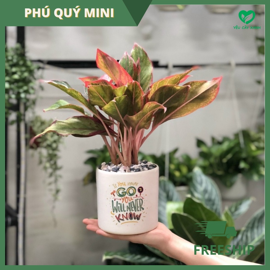 Cây Phú Quý để bàn mini