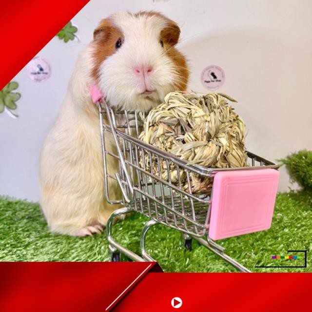 [ Hàng Hot ] Cuộn cỏ khô mài răng cho Guinea Pig (bọ ú, chuột lang), thỏ, chinchilla