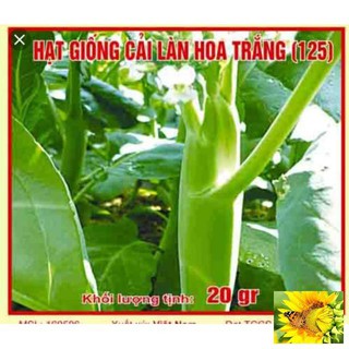 🌼🌼 Hạt giống cải rổ(cải làn) 🌼🌼