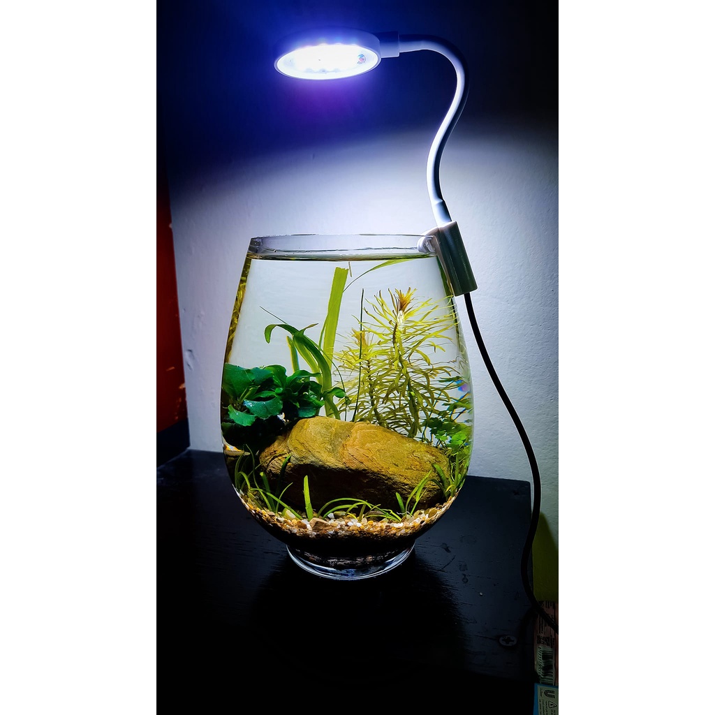 COMBO setup Bể cá thủy sinh mini để bàn