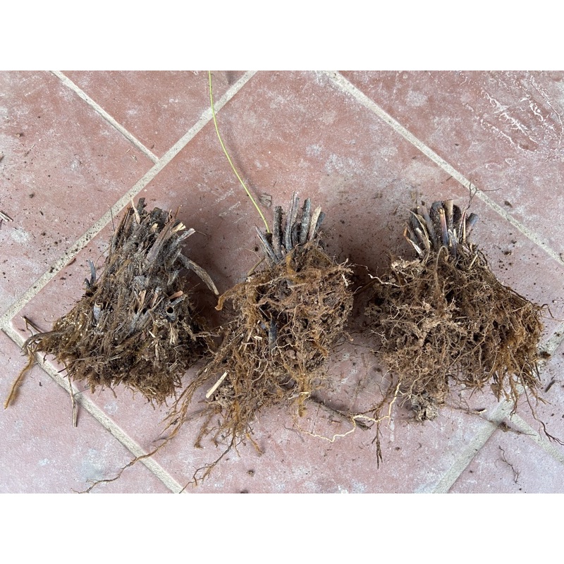 Cây dương sỉ  thân gỗ