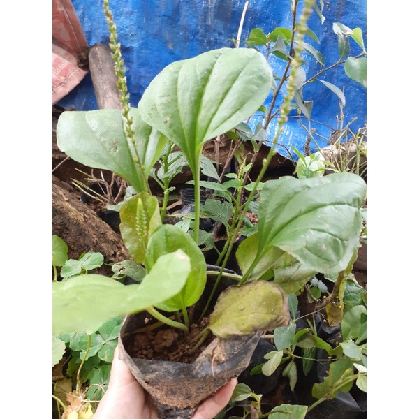 Cây giống mã đề. 1 cây