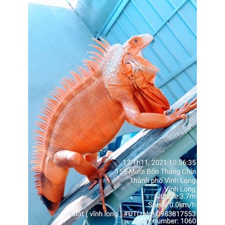 Thức ăn tổng hợp BIG. cho iguana