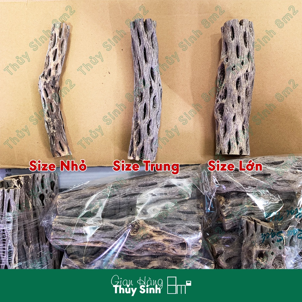 Lũa Cholla Cactus Lớn Trung Nhỏ - Đồ Chơi Cho Tép Cảnh Thủy Sinh - 8m2