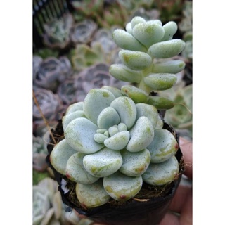 sen đá sỏi thiên thanh