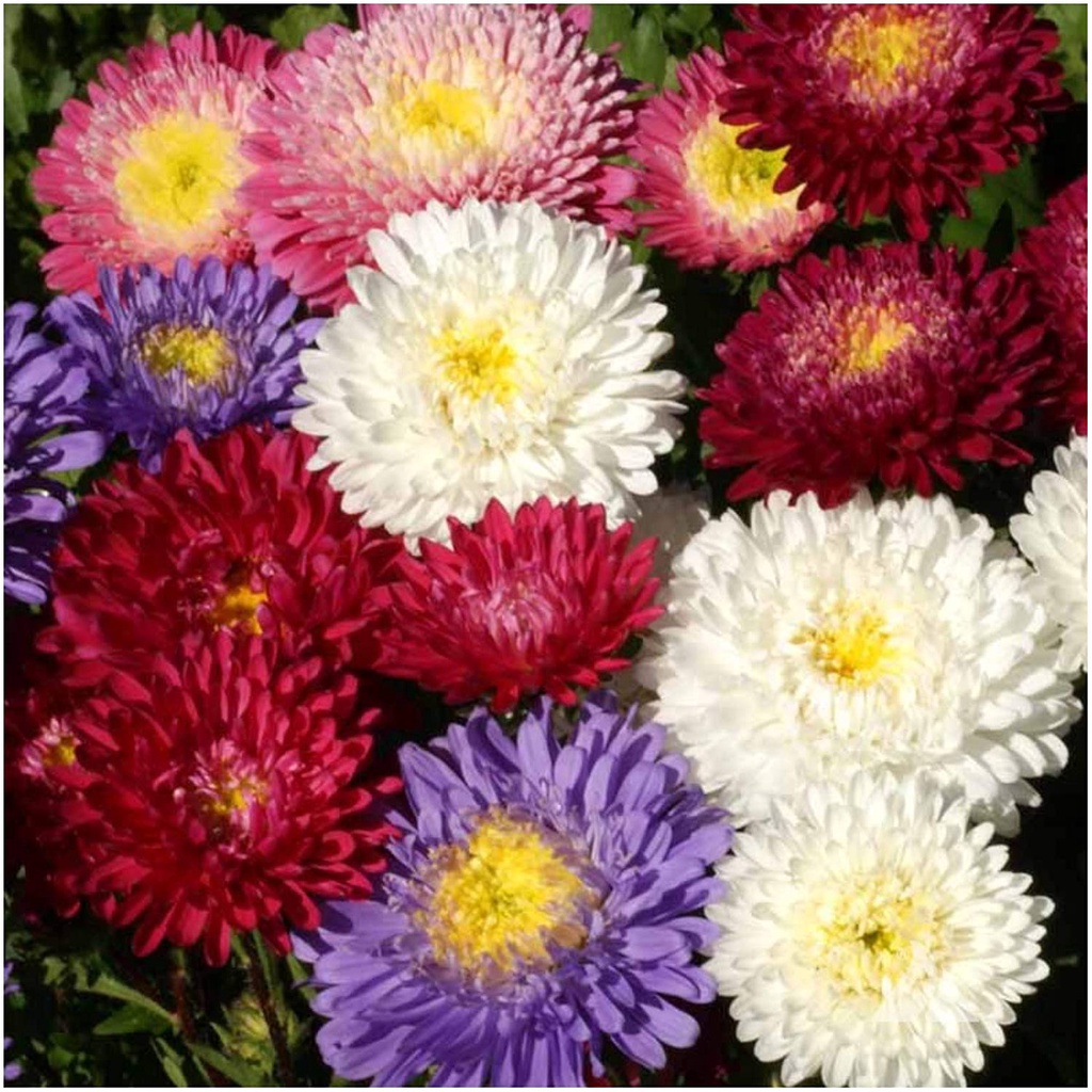 HẠT GIỐNG HOA CÚC ĐÀI LOAN Hạt giống Nhu cầu, Bột Puff China Aster (Callistephus chinensis) Gói hạt Mỗi loại