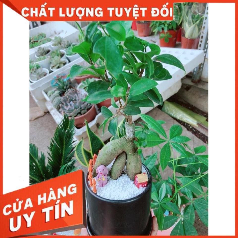 Chậu cây si bonsai Nhiều Người Mua