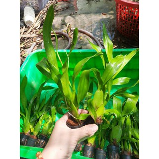 vũ nữ tôn ngộ không .