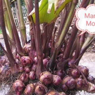 Miến rong  _ 1kg