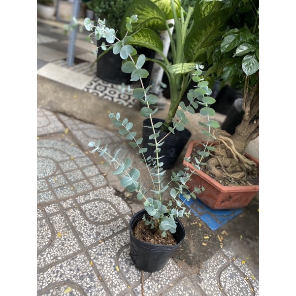 Cây Khuynh Diệp - Bạch Đàn - Dollar Silver, Cây Đôla bạc