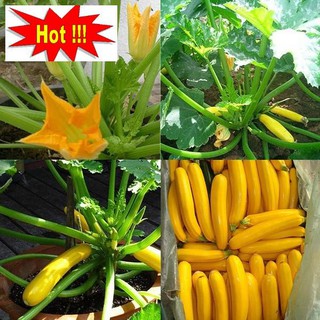 Hạt giống Bí ngòi vàng (7hạt)