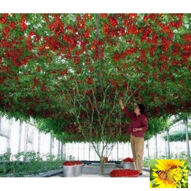 Cà Chua Bạch Tuộc  30 hạt