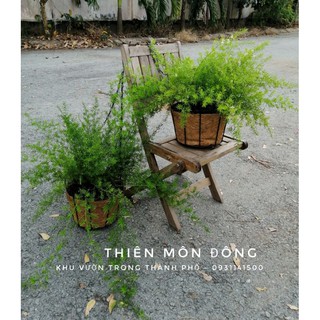 Cây thiên môn đông chậu treo xơ dừa