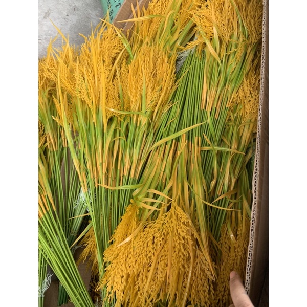Bông lúa giả, lúa cao 3 nhánh