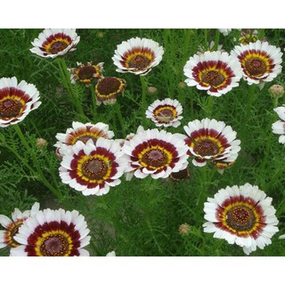 Hạt Giống Hoa Cúc Chi Mix