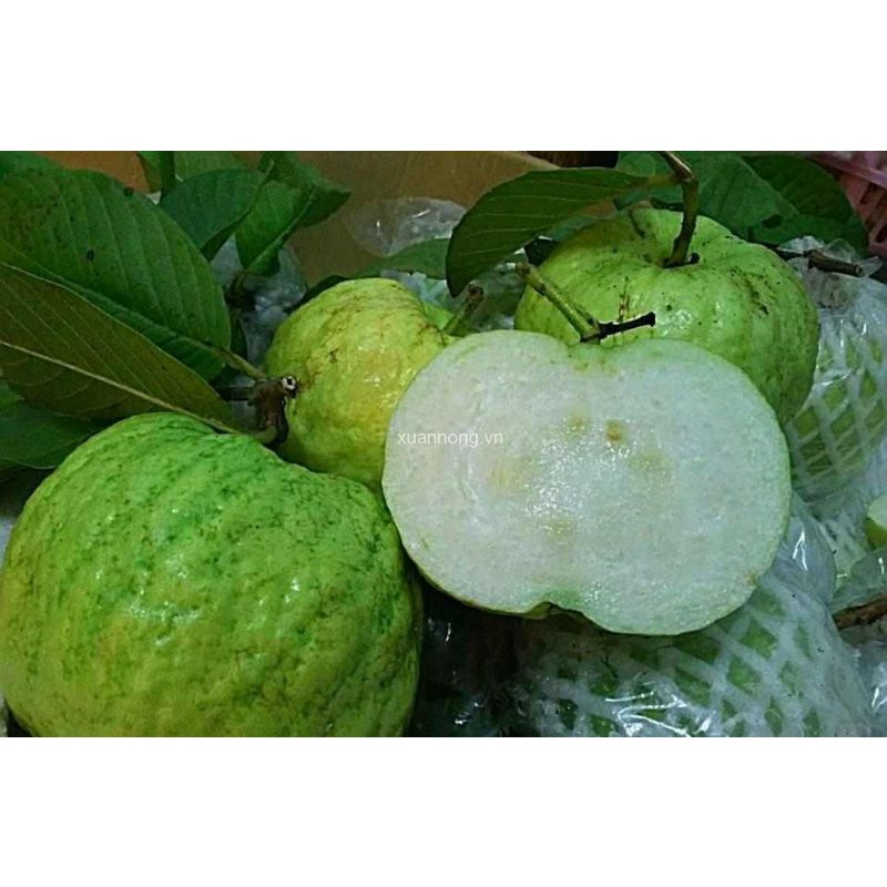 Cây Giống Ổi Nữ Hoàng - cây ăn quả