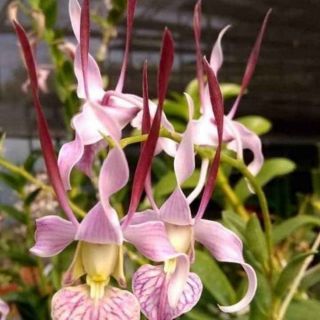 Denro nắng tai thỏ cây giống