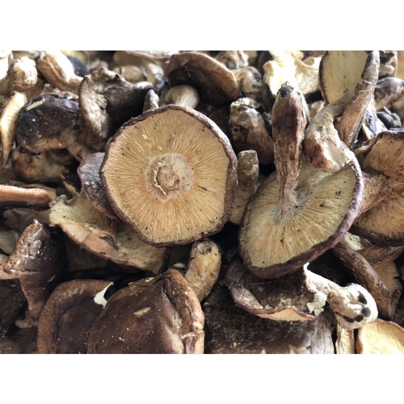 Nấm hương rừng Tây Bắc