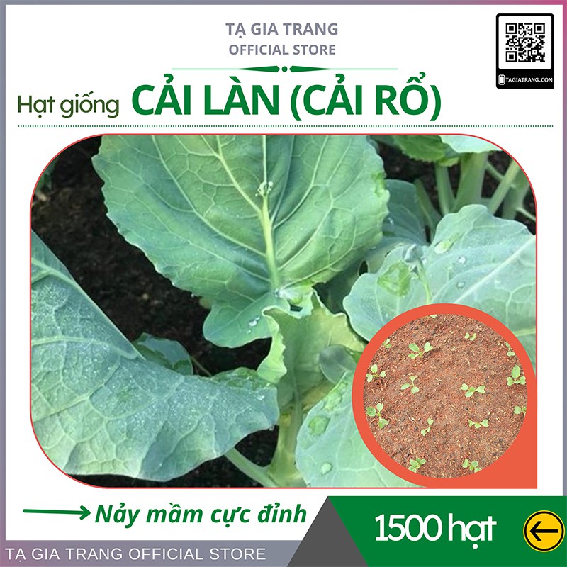 Hạt giống rau cải làn (cải rổ) hoa vàng - Gói 1000 hạt