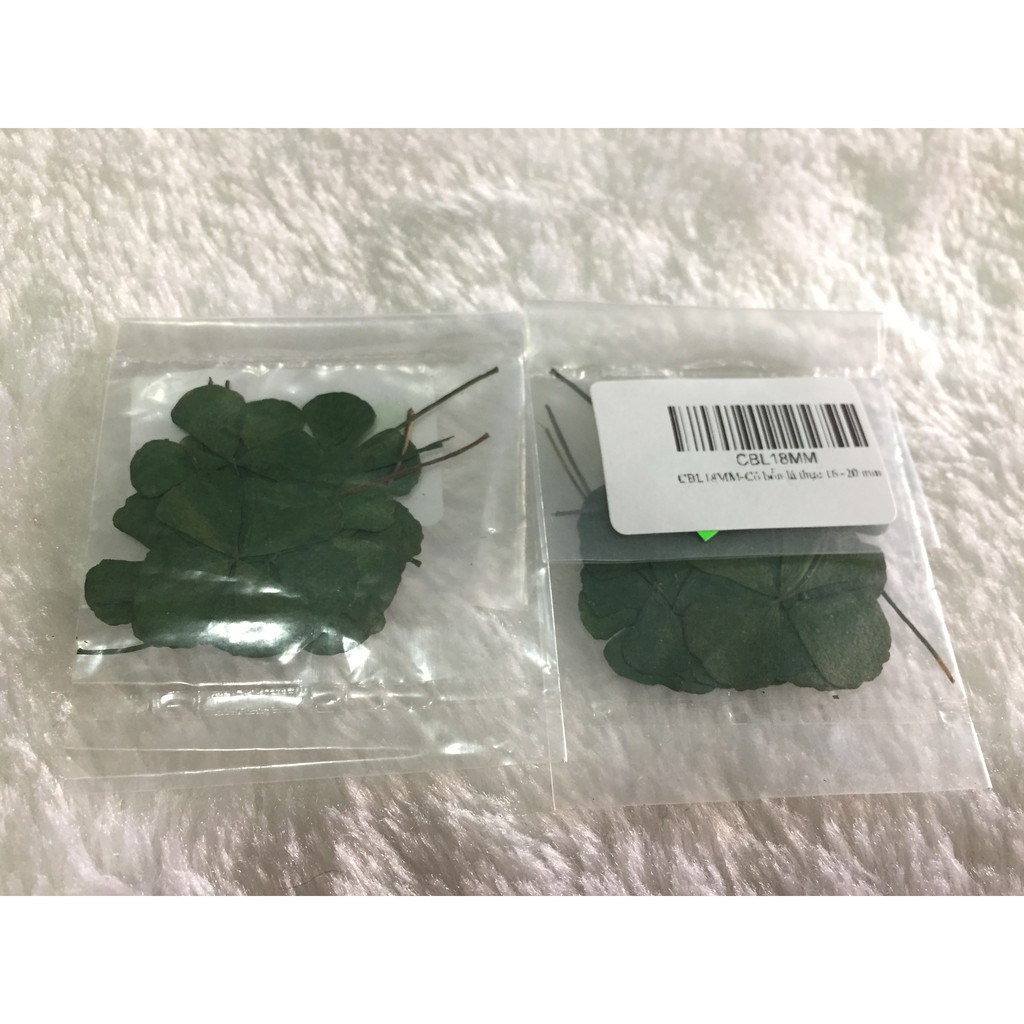 Hoa khô (Qúy khách vui lòng xem kỹ mô tả để chọn màu và size)