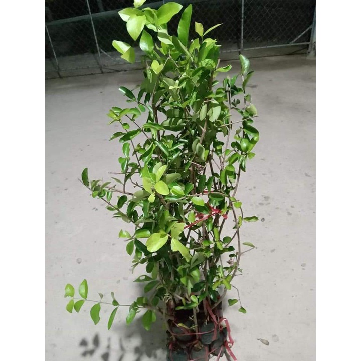 CÂY GIỐNG CÂY SƠ RI THÁI TRÁI NGỌT, SIÊU QUẢ,