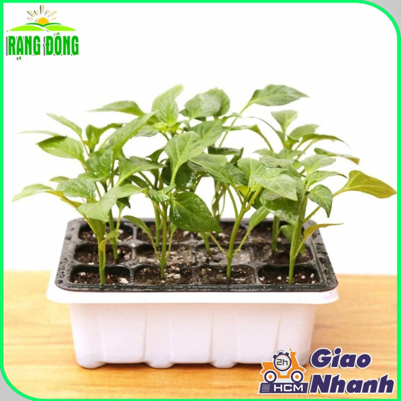 Khay Ươm Hạt Giống 12 Lỗ Có Nắp Đậy và Đế Giữ Nước Độ Bền Cao - Hạt giống Rạng Đông