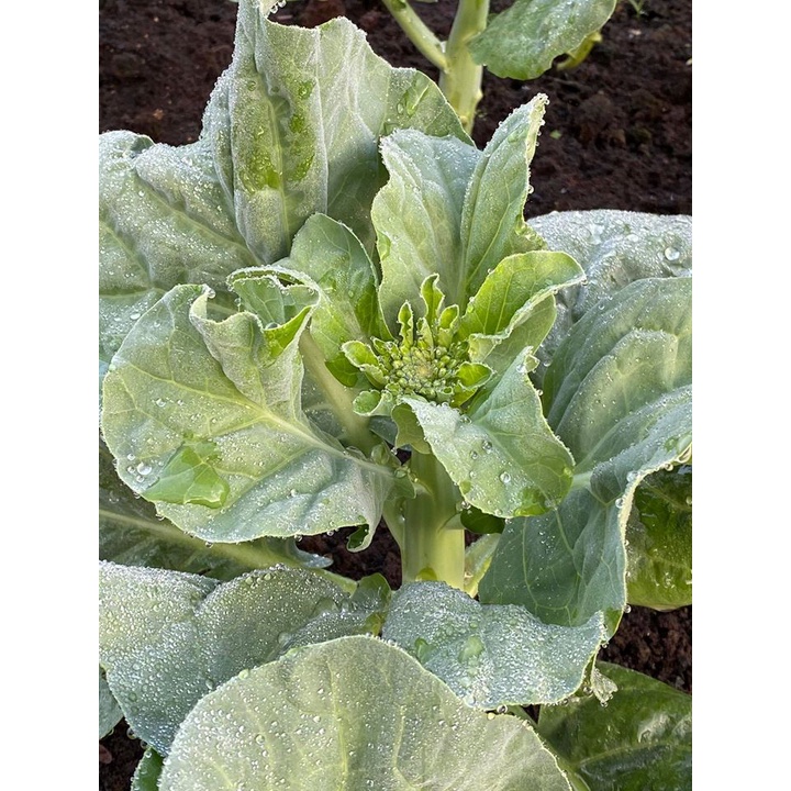 Hạt Giống Cải Làn Hoa Trắng F1 KL 20gam