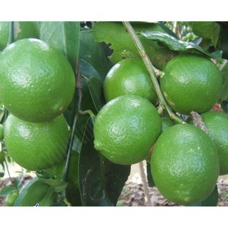 cây chanh tứ quý