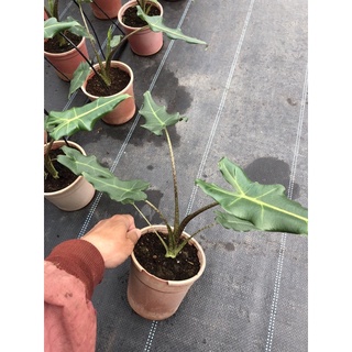 Cây môn Alocasia Sarian