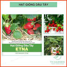 Hạt Giống Dâu Tây Etna chịu nhiệt, đóng gói 10 hạt, hạt dâu tây, hạt giống cây trồng,hạt giống rau