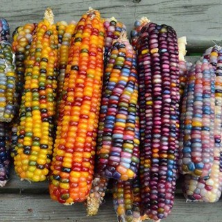 Hạt giống bắp Ngô bảy sắc Cầu vồng nhiều màu tỷ lệ nảy mầm cao