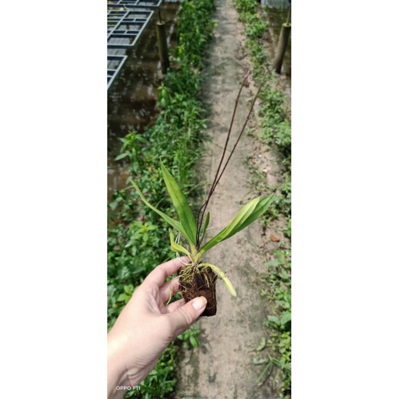 Hoa lan Vũ nữ Peru trưởng thành sắp hoa