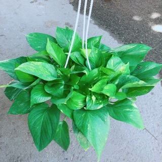 Chậu Trầu Bà Thái Size Đại