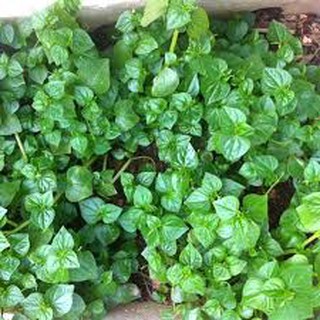 Hạt giống rau càng cua (0,5g)