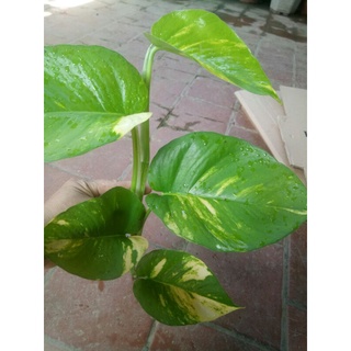 Trầu bà leo(vạn niên thanh leo) dài từ 30-40cm