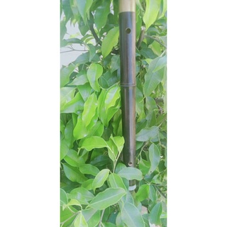 Sáo mèo trúc tím tone đô có khớp nối